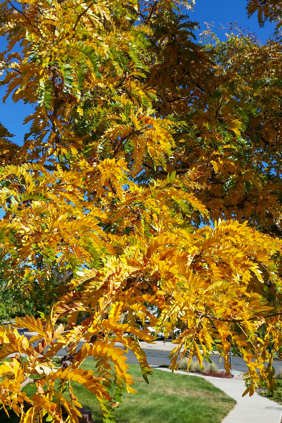 Thornless Honeylocust
